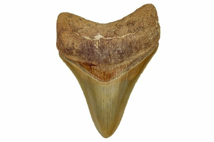 Serrated, Fossil Megalodon Tooth From Morocco - Rare Location #353022